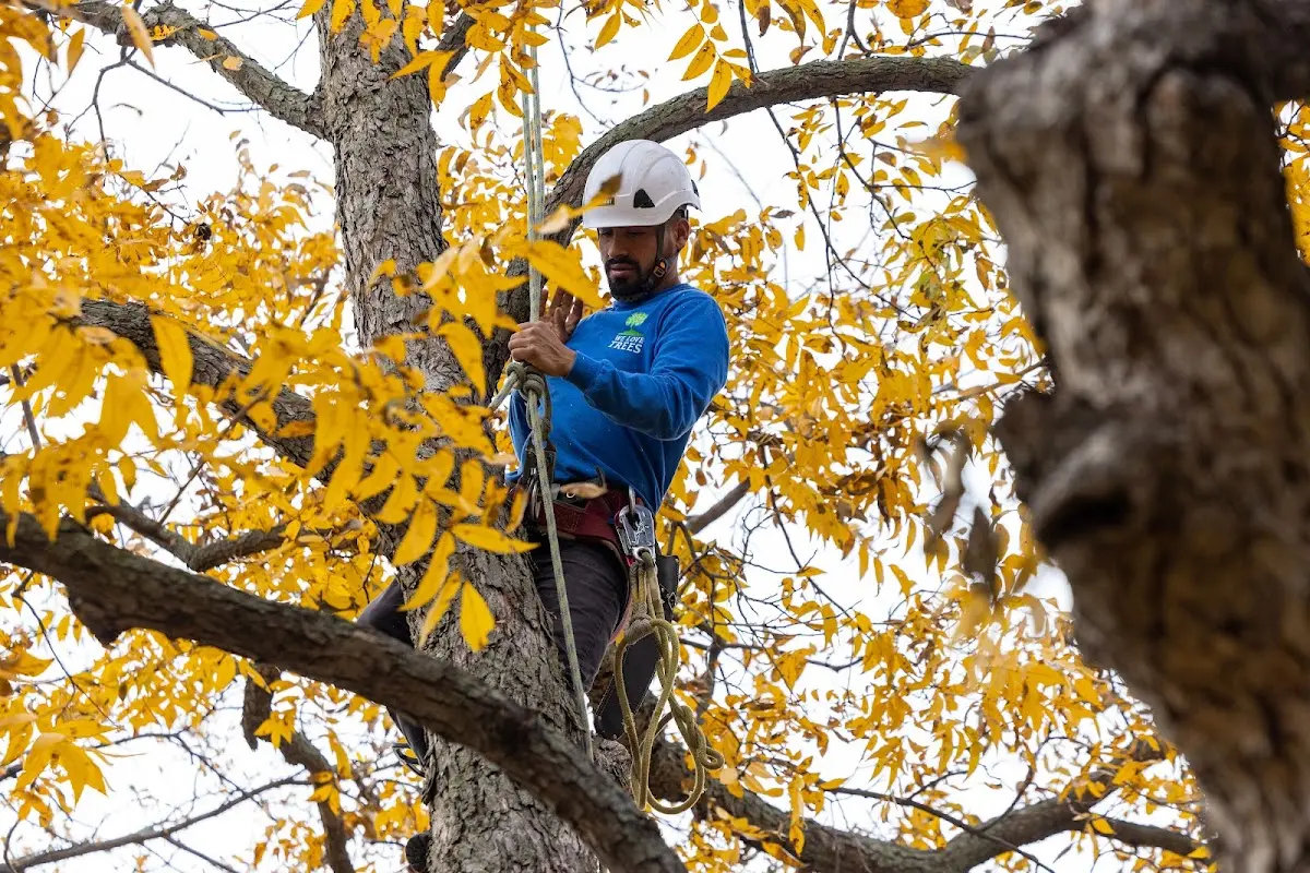 Skilled Tree Disease Treatment crew working in Greenville